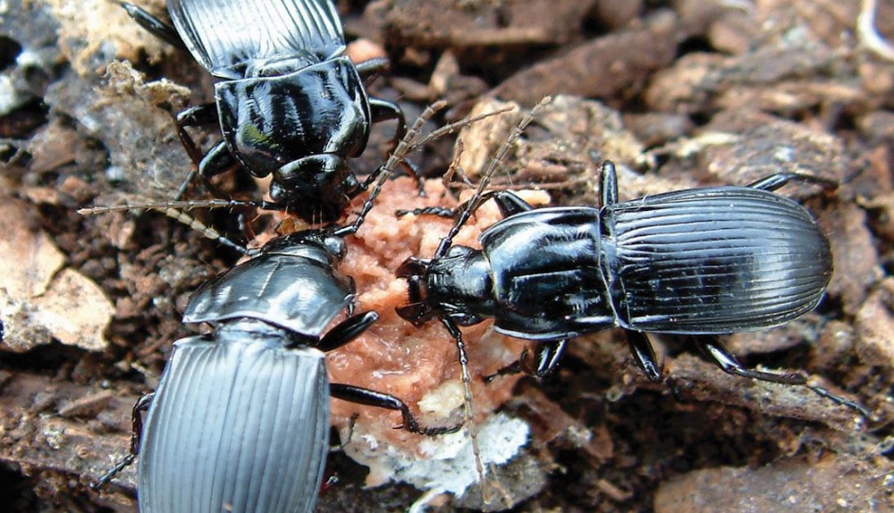 Carabid beetles reduce slug numbers by predation